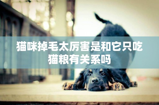 貓咪掉毛太厲害是和它只吃貓糧有關系嗎