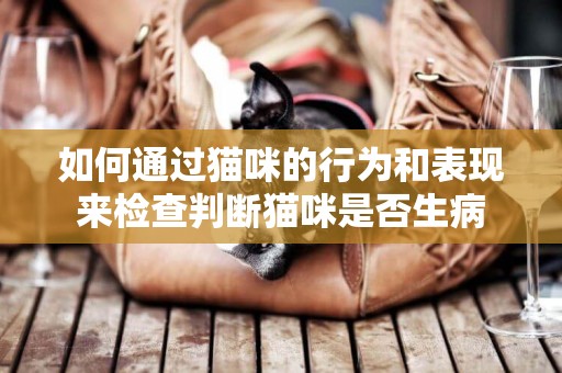 如何通過貓咪的行為和表現來檢查判斷貓咪是否生病
