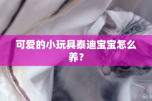 可愛的小玩具泰迪寶寶怎么養？