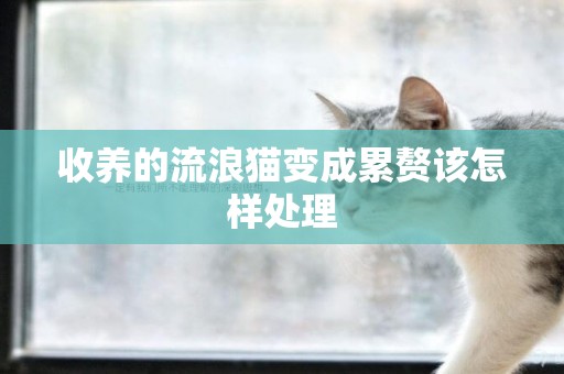 收養的流浪貓變成累贅該怎樣處理