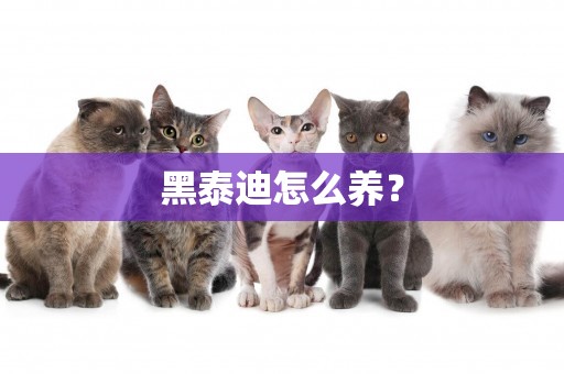 黑泰迪怎么養？