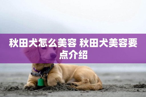 秋田犬怎么美容 秋田犬美容要點介紹