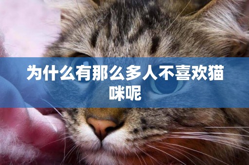 為什么有那么多人不喜歡貓咪呢