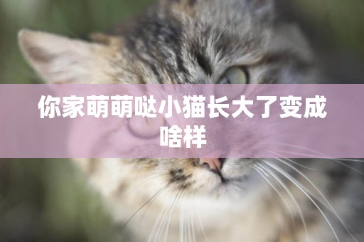 你家萌萌噠小貓長大了變成啥樣