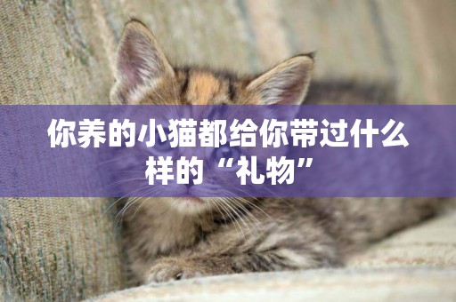 你養的小貓都給你帶過什么樣的“禮物”