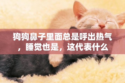 狗狗鼻子里面總是呼出熱氣，睡覺也是，這代表什么
