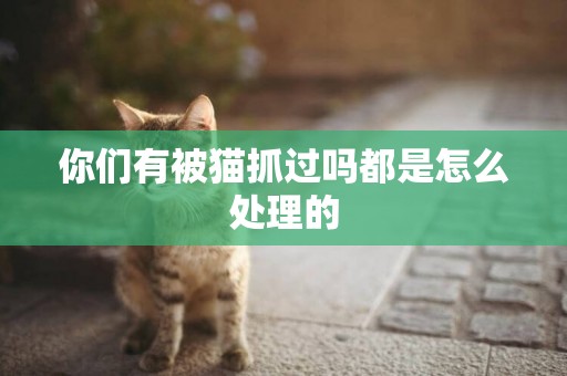 你們有被貓抓過嗎都是怎么處理的