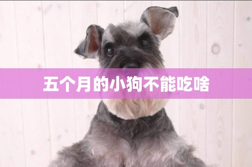 五個月的小狗不能吃啥