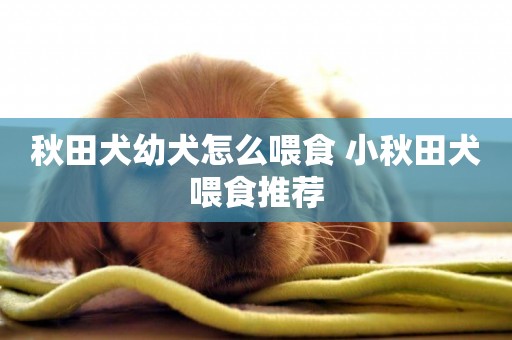 秋田犬幼犬怎么喂食 小秋田犬喂食推薦