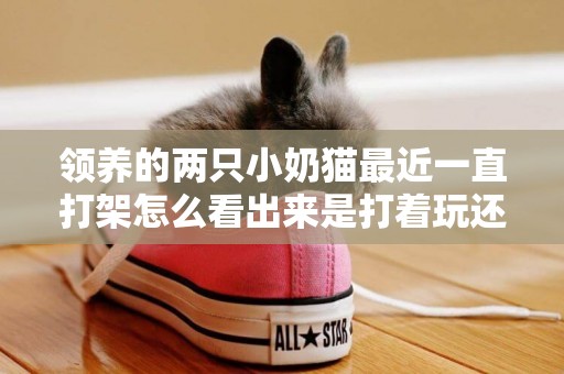 領養的兩只小奶貓最近一直打架怎么看出來是打著玩還是真打架