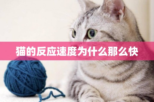 貓的反應速度為什么那么快