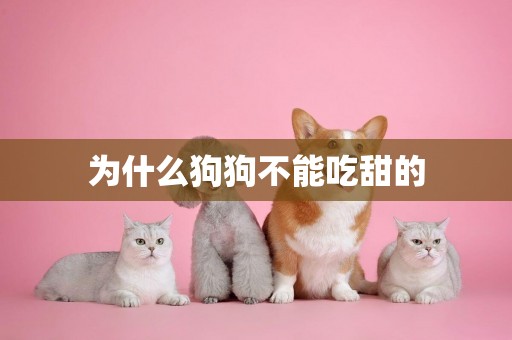 為什么狗狗不能吃甜的
