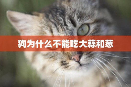 狗為什么不能吃大蒜和蔥