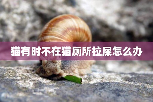 貓有時不在貓廁所拉屎怎么辦