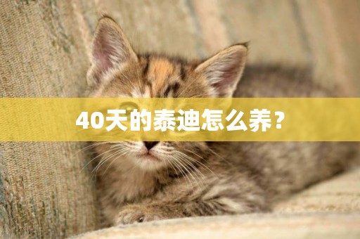 40天的泰迪怎么養？