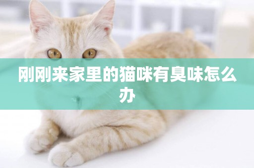 剛剛來家里的貓咪有臭味怎么辦