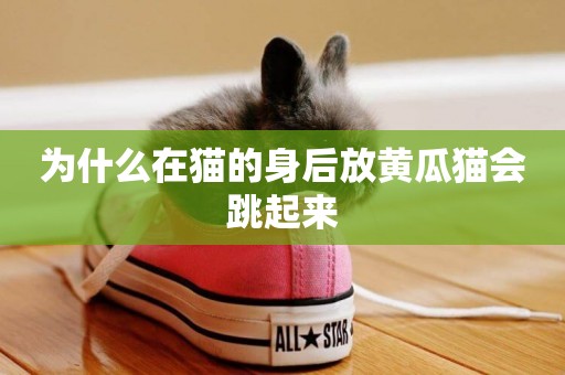 為什么在貓的身后放黃瓜貓會跳起來