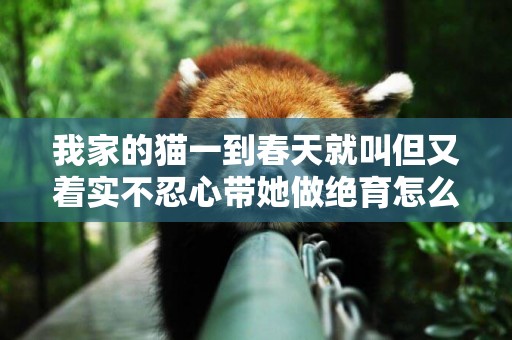 我家的貓一到春天就叫但又著實不忍心帶她做絕育怎么辦才好