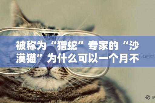 被稱為“獵蛇”專家的“沙漠貓”為什么可以一個月不喝水