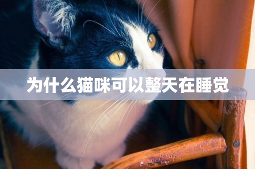 為什么貓咪可以整天在睡覺