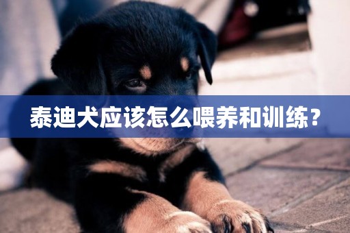 泰迪犬應該怎么喂養和訓練？