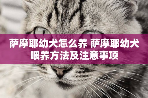 薩摩耶幼犬怎么養 薩摩耶幼犬喂養方法及注意事項