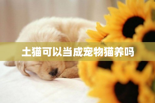 土貓可以當成寵物貓養嗎
