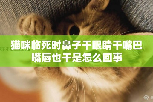 貓咪臨死時鼻子干眼睛干嘴巴嘴唇也干是怎么回事