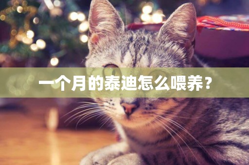 一個月的泰迪怎么喂養？