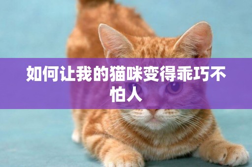 如何讓我的貓咪變得乖巧不怕人