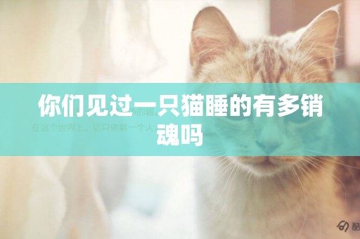 你們見過一只貓睡的有多銷魂嗎