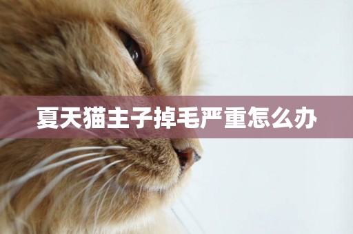 夏天貓主子掉毛嚴重怎么辦