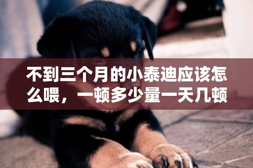不到三個月的小泰迪應該怎么喂，一頓多少量一天幾頓？