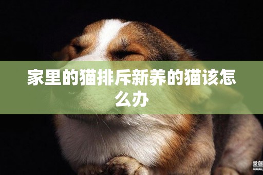 家里的貓排斥新養的貓該怎么辦