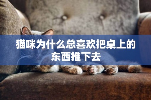 貓咪為什么總喜歡把桌上的東西推下去