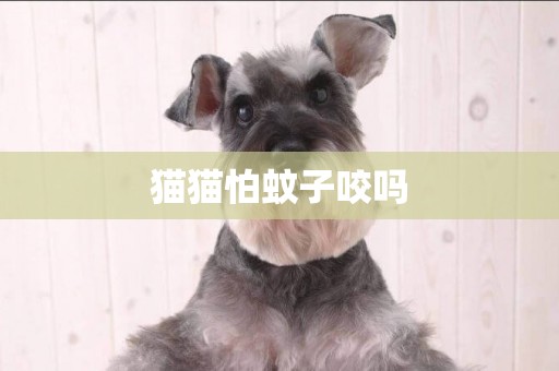 貓貓怕蚊子咬嗎