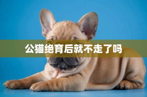 公貓絕育后就不走了嗎