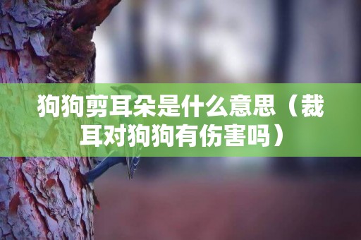 狗狗剪耳朵是什么意思（裁耳對狗狗有傷害嗎）