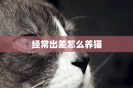 經常出差怎么養貓