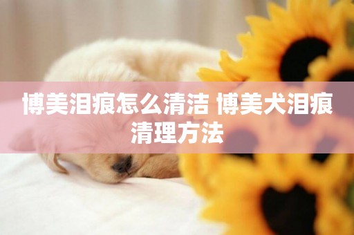 博美淚痕怎么清潔 博美犬淚痕清理方法