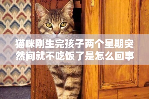 貓咪剛生完孩子兩個星期突然間就不吃飯了是怎么回事呢