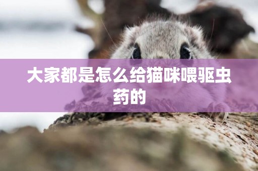 大家都是怎么給貓咪喂驅蟲藥的