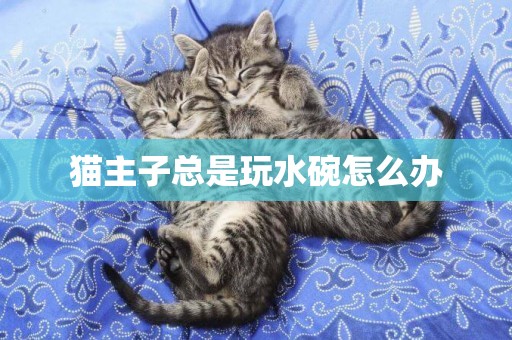 貓主子總是玩水碗怎么辦