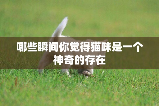 哪些瞬間你覺得貓咪是一個神奇的存在