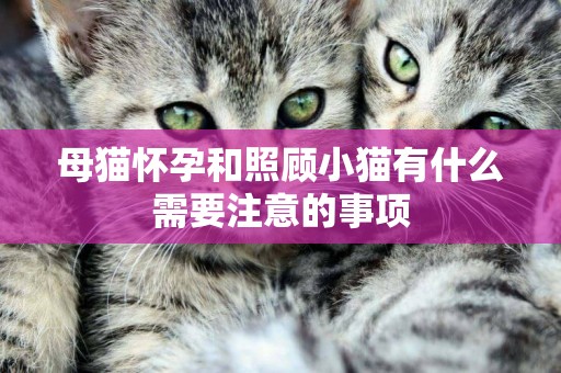 母貓懷孕和照顧小貓有什么需要注意的事項