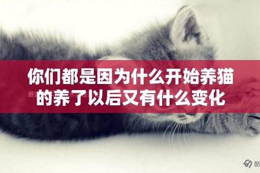 你們都是因為什么開始養貓的養了以后又有什么變化