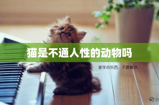 貓是不通人性的動物嗎