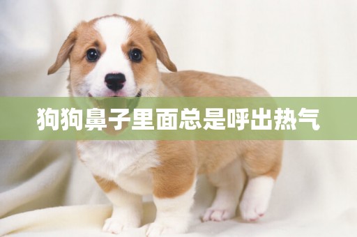 狗狗鼻子里面總是呼出熱氣