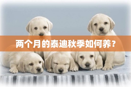 兩個月的泰迪秋季如何養？