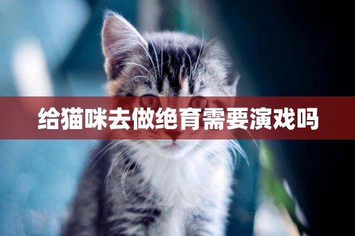 給貓咪去做絕育需要演戲嗎